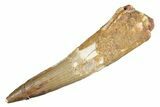 Fossil Spinosaurus Tooth - Real Dinosaur Tooth #264822-1